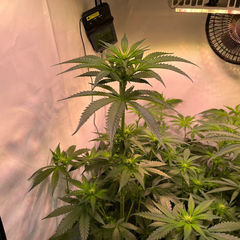 Critical+ growlog photo: 15th day Flowering