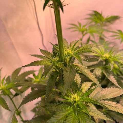 Critical+ growlog photo: 15th day Flowering