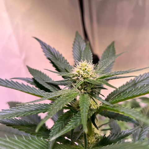 Critical+ growlog photo: 21th day Flowering
