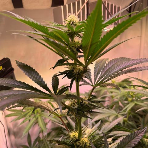 Critical+ growlog photo: 21th day Flowering