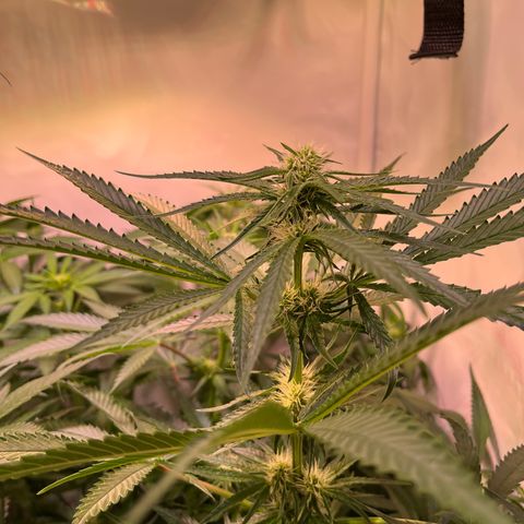 Critical+ growlog photo: 21th day Flowering