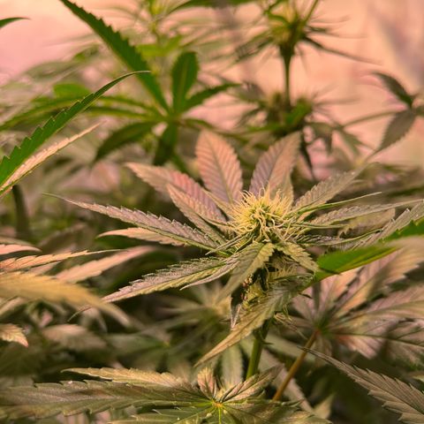 Critical+ growlog photo: 21th day Flowering