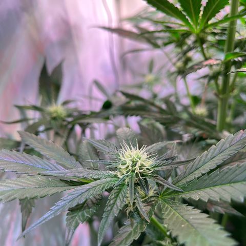 Critical+ growlog photo: 21th day Flowering