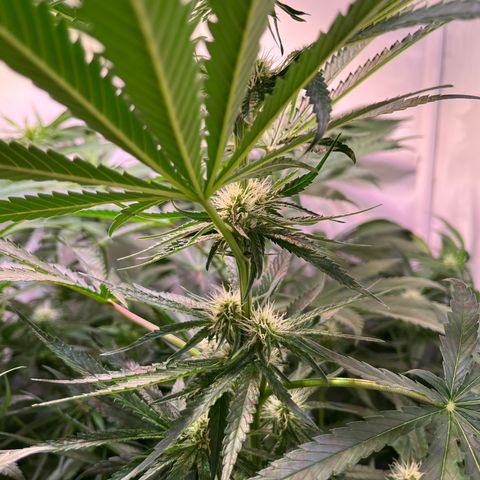 Critical+ growlog photo: 21th day Flowering