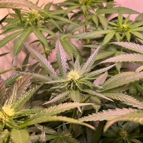 Critical+ growlog photo: 21th day Flowering