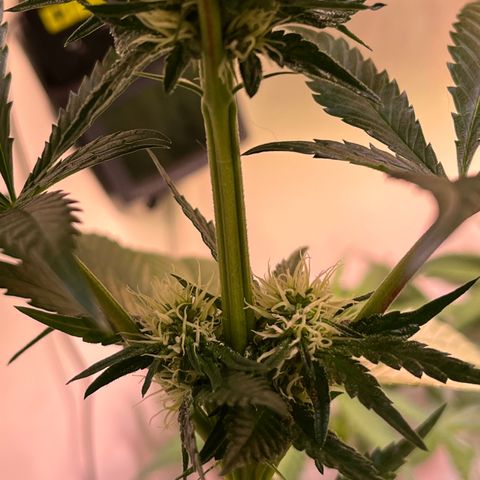 Critical+ growlog photo: 21th day Flowering