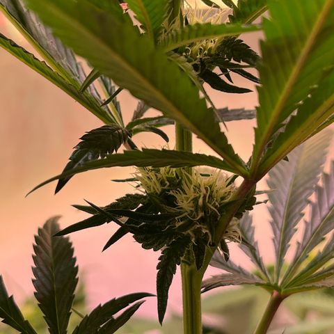 Critical+ growlog photo: 21th day Flowering