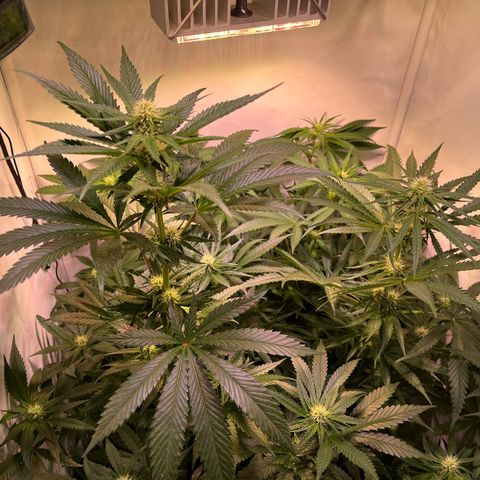 Critical+ growlog photo: 21th day Flowering