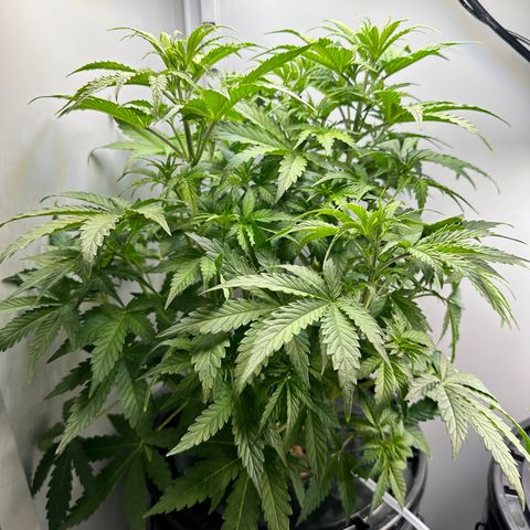 Barbara (Barbie) Bush growlog timeline photo