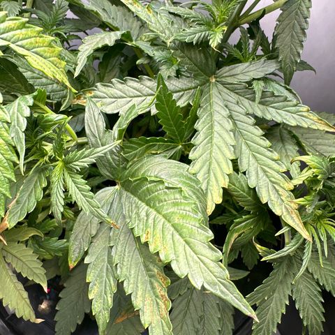 Gina Gershon growlog photo: Magnesium Deficiency?