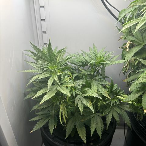 Gina Gershon growlog timeline photo