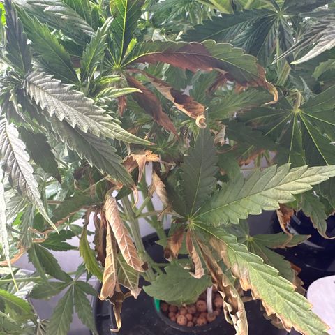 Barbara (Barbie) Bush growlog photo: Crust-ness due to heater proximity? 🤔