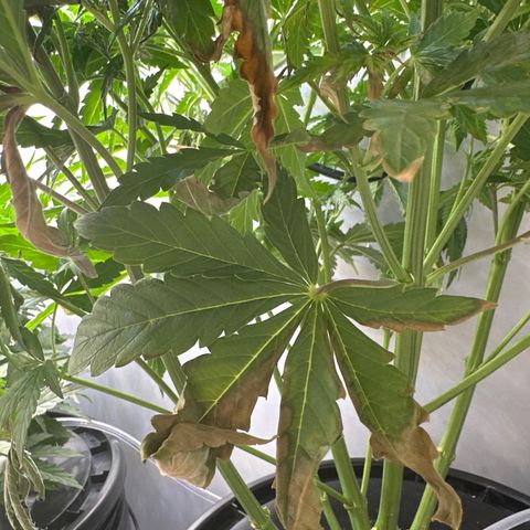 Barbara (Barbie) Bush growlog photo: Crust-ness due to heater proximity? 🤔