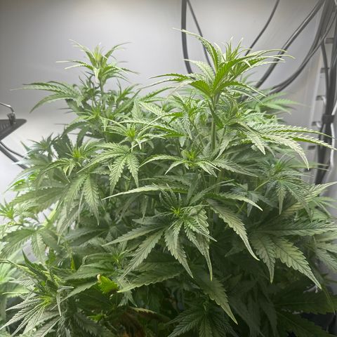 Barbara (Barbie) Bush growlog timeline photo