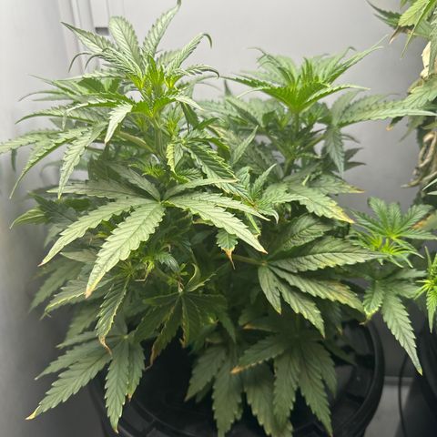 Gina Gershon growlog timeline photo