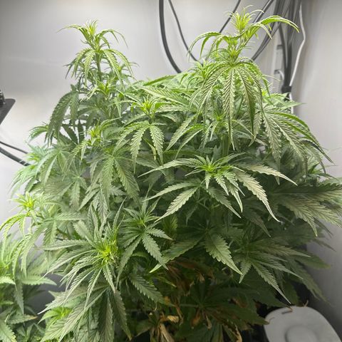 Barbara (Barbie) Bush growlog timeline photo