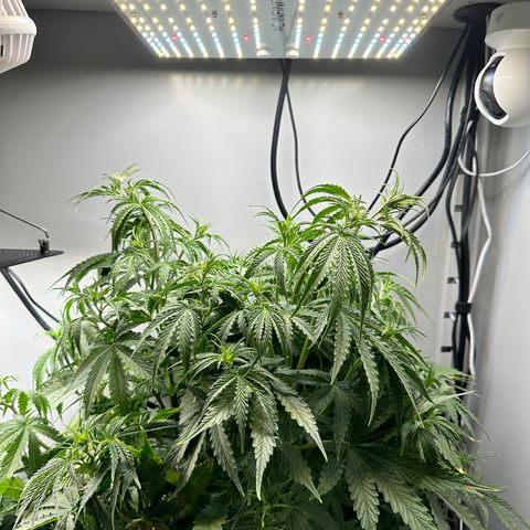 Barbara (Barbie) Bush growlog photo: Adjusted the light to be near-flush to the top shelf; giving her more headroom. 