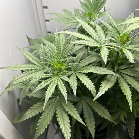 Gina Gershon growlog timeline photo