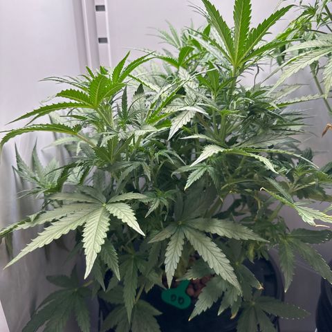 Gina Gershon growlog timeline photo