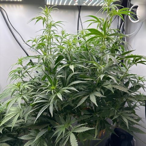 Barbara (Barbie) Bush growlog timeline photo