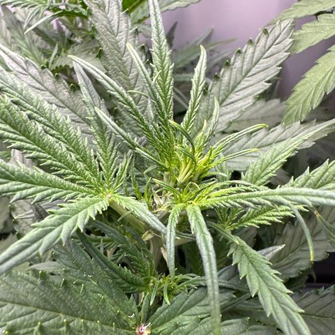 Gina Gershon growlog timeline photo