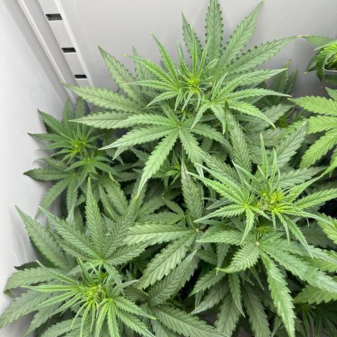 Gina Gershon growlog timeline photo