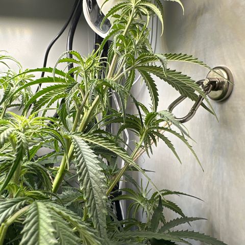 Barbara (Barbie) Bush growlog photo: Had to do some LST. 
Barbie was flying too close to the sun. 