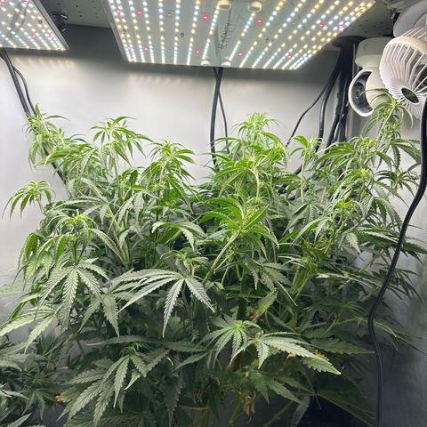 Barbara (Barbie) Bush growlog photo: Had to do some LST. 
Barbie was flying too close to the sun. 