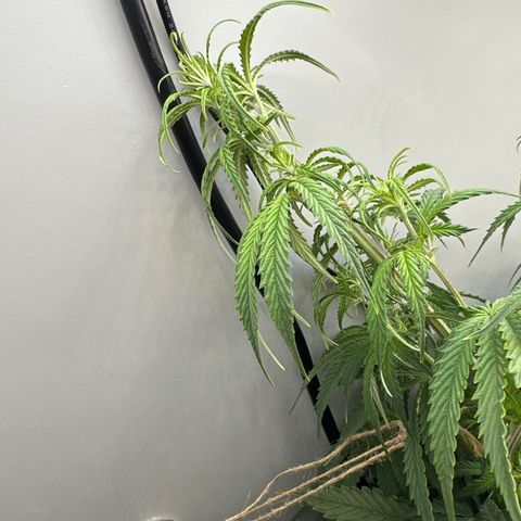 Barbara (Barbie) Bush growlog photo: Had to do some LST. 
Barbie was flying too close to the sun. 