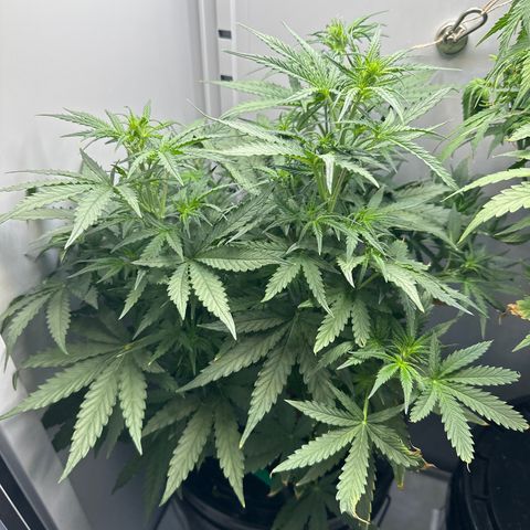 Gina Gershon growlog timeline photo