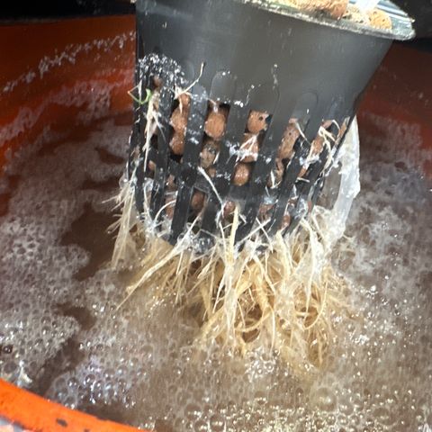 Barbara (Barbie) Bush growlog timeline photo