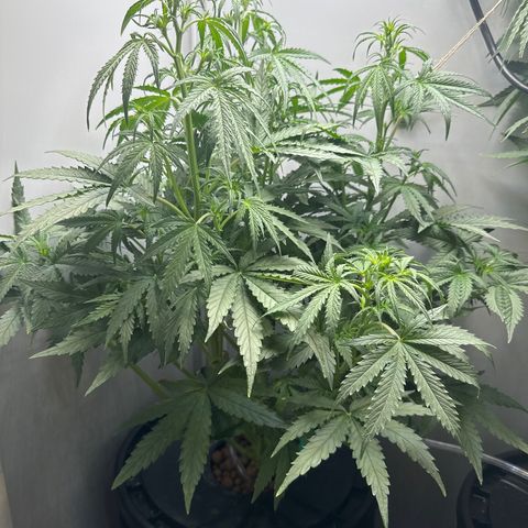 Gina Gershon growlog timeline photo