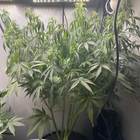 Barbara (Barbie) Bush growlog timeline photo