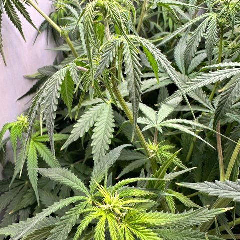 Gina Gershon growlog timeline photo