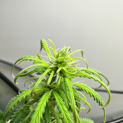 Barbara (Barbie) Bush growlog timeline photo