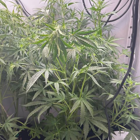 Gina Gershon growlog timeline photo