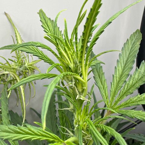 Gina Gershon growlog timeline photo