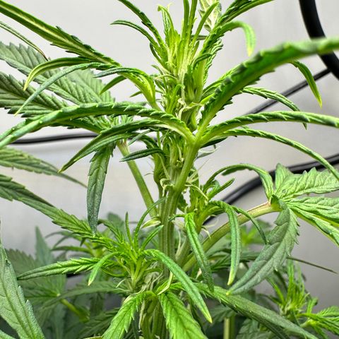 Gina Gershon growlog timeline photo