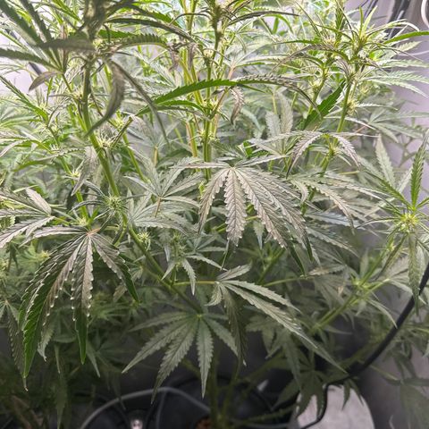 Gina Gershon growlog timeline photo