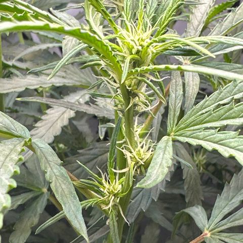 Gina Gershon growlog timeline photo