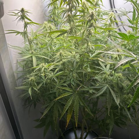 Barbara (Barbie) Bush growlog timeline photo
