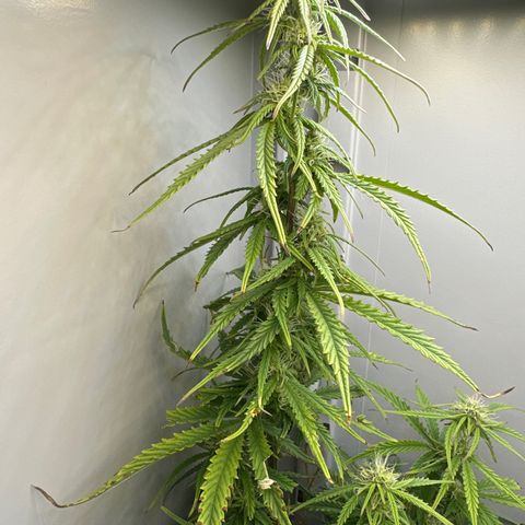 Barbara (Barbie) Bush growlog timeline photo