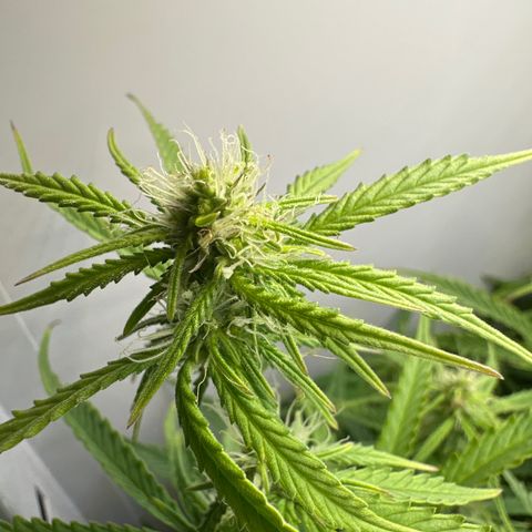 Barbara (Barbie) Bush growlog timeline photo
