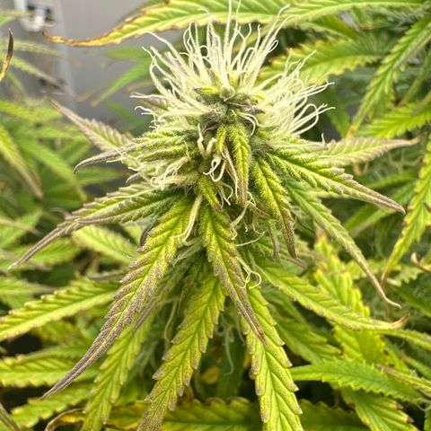 Barbara (Barbie) Bush growlog timeline photo