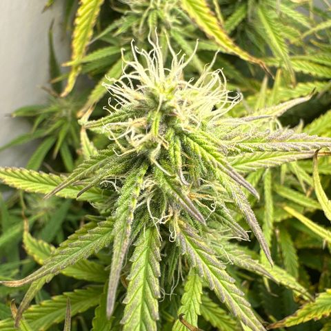 Barbara (Barbie) Bush growlog timeline photo