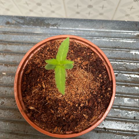 GARITULA growlog timeline photo
