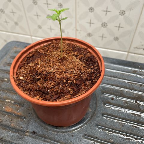 GARITULA growlog timeline photo