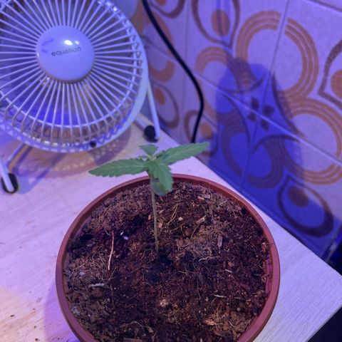 GARITULA growlog timeline photo