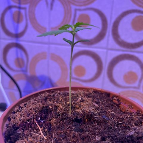 GARITULA growlog timeline photo