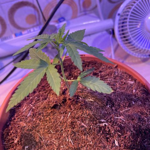 GOYITA growlog timeline photo